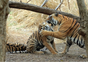 Overnight Ranthambore Wildlife Safari Tour